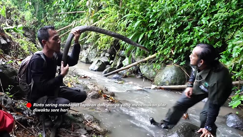 Panji Petualang encounters a giant black king cobra in the bamboo forest river.