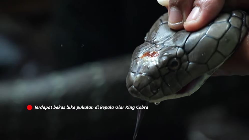 Panji Petualang encounters a giant black king cobra in the bamboo forest river.