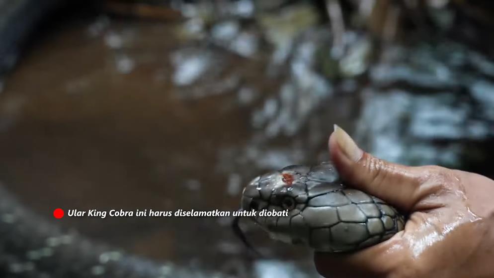 Panji Petualang encounters a giant black king cobra in the bamboo forest river.