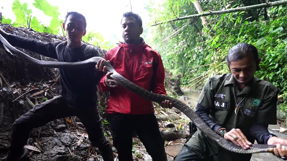 Panji Petualang encounters a giant black king cobra in the bamboo forest river.