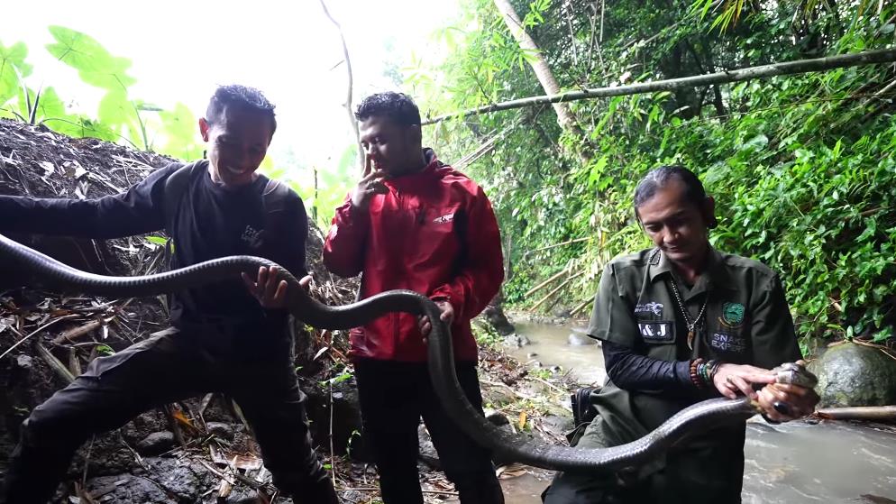 Panji Petualang encounters a giant black king cobra in the bamboo forest river.