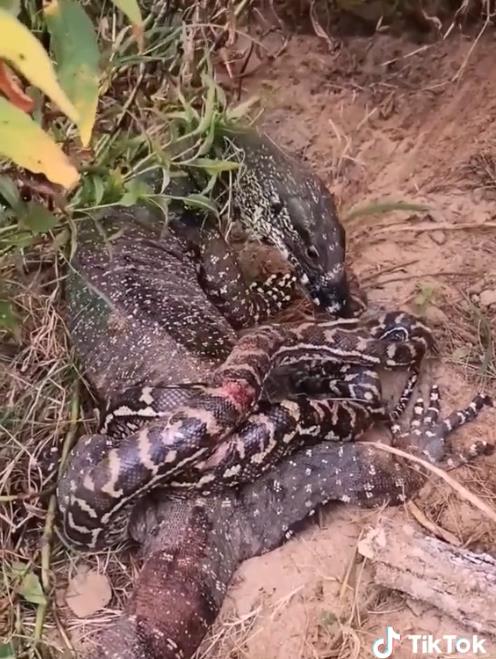 Although torn to pieces, the python snake still recklessly fights against the lizard.