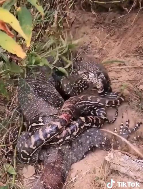 Although torn to pieces, the python snake still recklessly fights against the lizard.