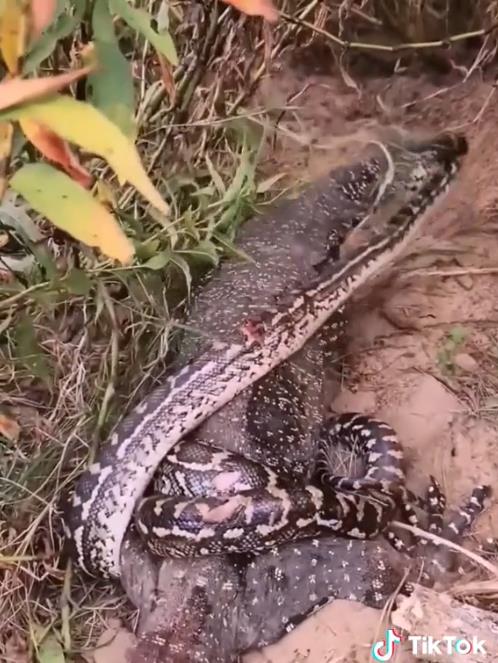 Although torn to pieces, the python snake still recklessly fights against the lizard.