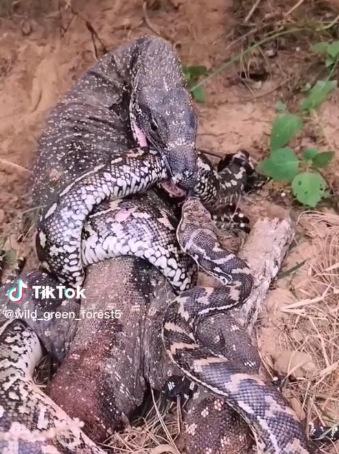 Although torn to pieces, the python snake still recklessly fights against the lizard.