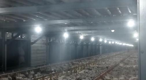 Penampakan pocong di peternakan ayam.