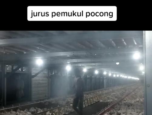 Penampakan pocong di peternakan ayam.