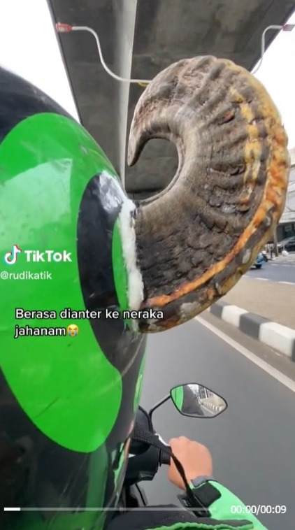 Bikin Ngakak! Kelakuan Driver Ojol Pakai Helm Bertanduk Domba, Takut Nyeruduk