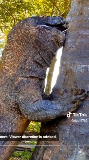 Unable to Swallow Prey Whole, Komodo Can Only Gape While Leaning on Coconut Tree