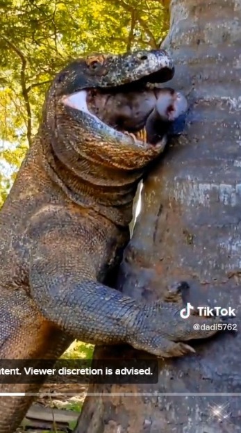 Unable to Swallow Prey Whole, Komodo Can Only Gape While Leaning on Coconut Tree