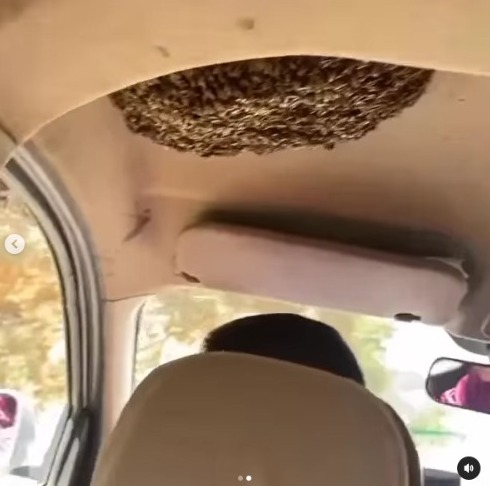 Thousands of Bees in His Car, This Man Appears Calmly Enjoying His Journey