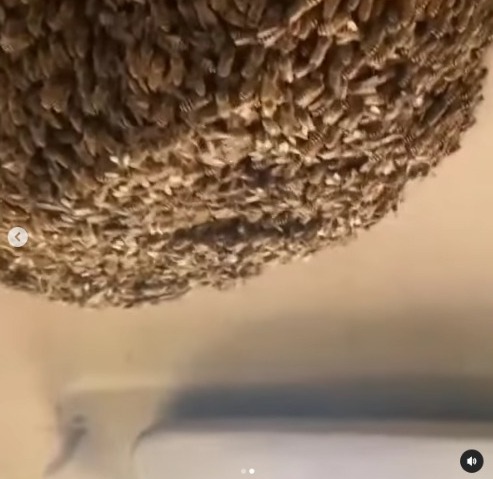 Thousands of Bees in His Car, This Man Appears Calmly Enjoying His Journey