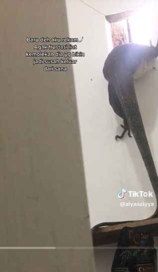 Alone at Home, This Woman Receives an Uninvited Guest, a Big Lizard Enters Through Her Bathroom