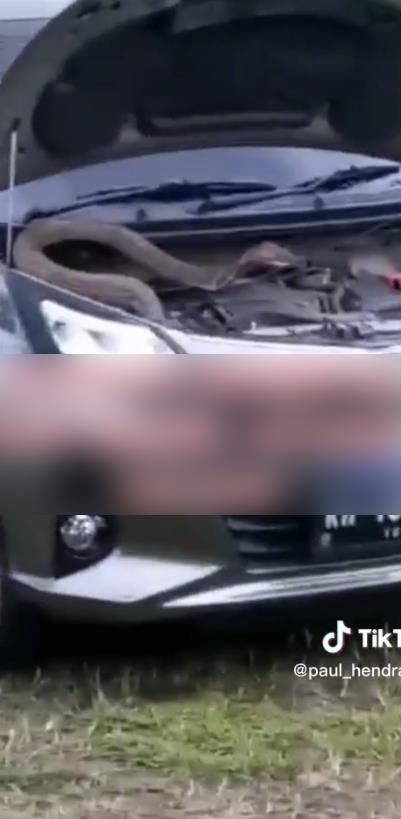 Discovery of a king cobra snake in a car engine.