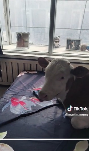 Sultan Cow, Becomes a Pet Taking Afternoon Naps in a Relaxed Room on a Bed