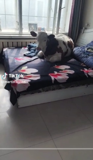 Sultan Cow, Becomes a Pet Taking Afternoon Naps in a Relaxed Room on a Bed