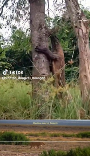 Man Chased by Topless Komodo until Climbing Trees, Then Waited Below Unable to Descend, Ending Makes Curious