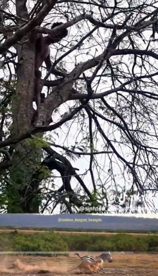 Man Chased by Topless Komodo until Climbing Trees, Then Waited Below Unable to Descend, Ending Makes Curious