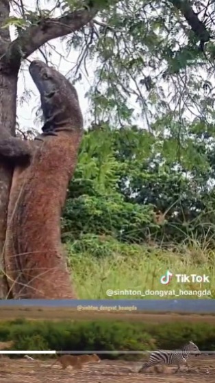 Bare-Chested Man Chased by Komodo Until Climbing a Tree, Then Waited Below Unable to Come Down, the Ending is Intriguing