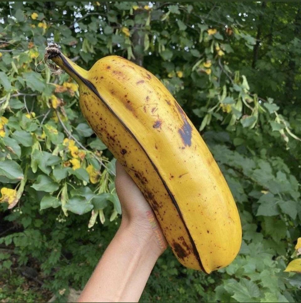 Giant banana from Hawaii.