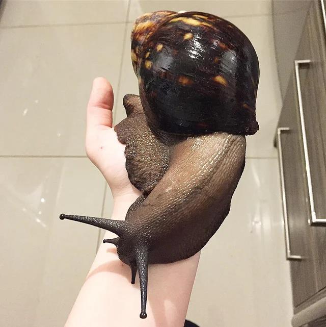 Giant snail.