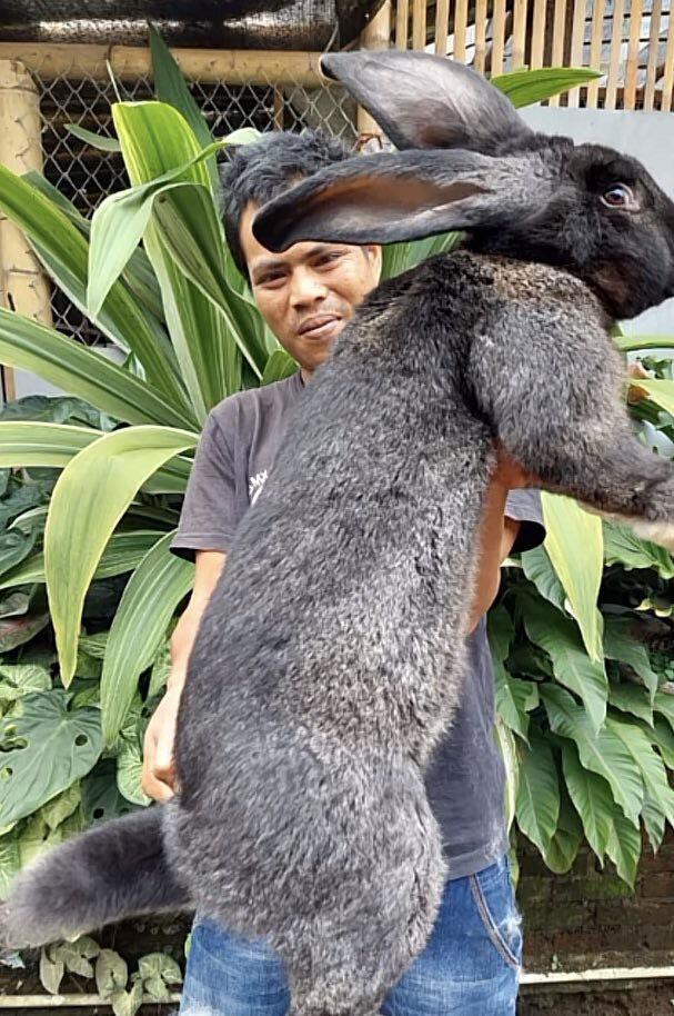 Rabbit with abnormal size.