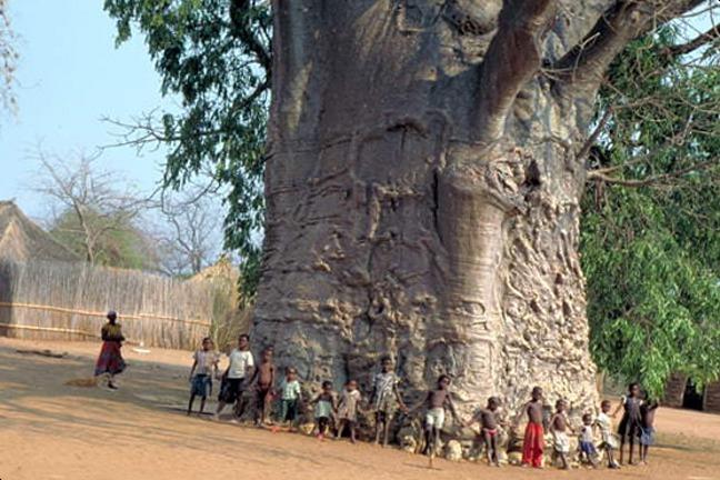 Ancient tree aged 6,000 years.