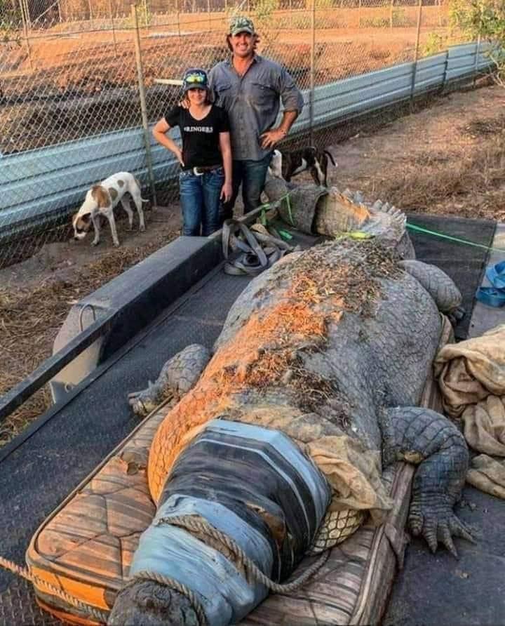 Giant crocodile from Australia.