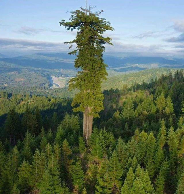 Tallest living tree in the world.