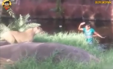 Heavily Drunk, This Man Dares to Jump into a Lion's Cage to Shake Hands