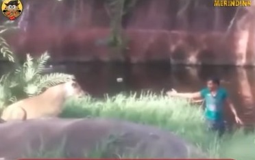 Heavily Drunk, This Man Dares to Jump into a Lion's Cage to Shake Hands