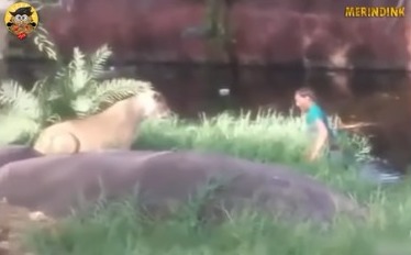 Heavily Drunk, This Man Dares to Jump into a Lion's Cage to Shake Hands