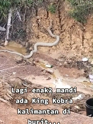 Ular kobra besar di Kalimantan
