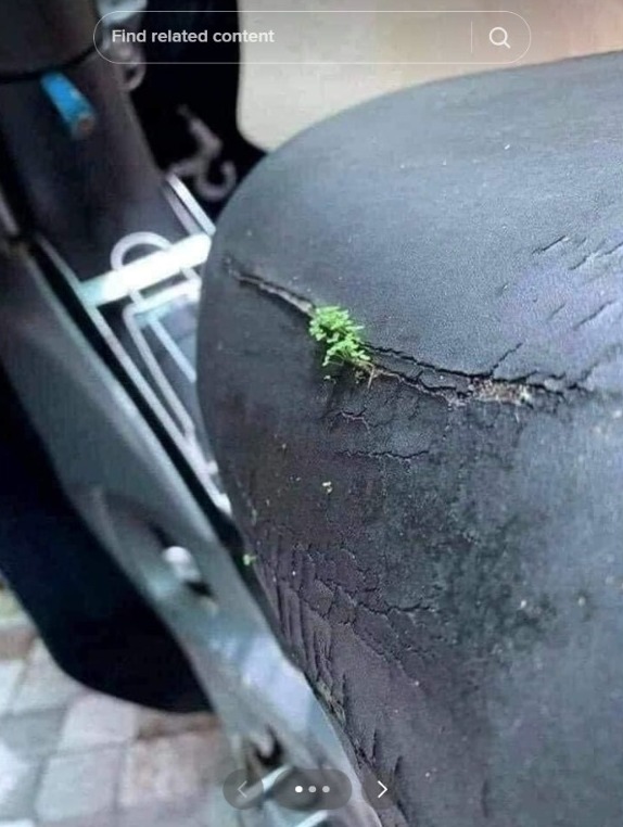 Never Cleaned, This Motorcycle Seat Turns Into a Fertile Mushroom-Growing Media