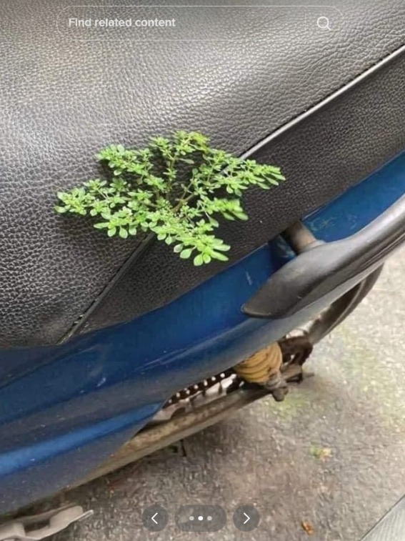 Never Cleaned, This Motorcycle Seat Turns Into a Fertile Mushroom-Growing Media