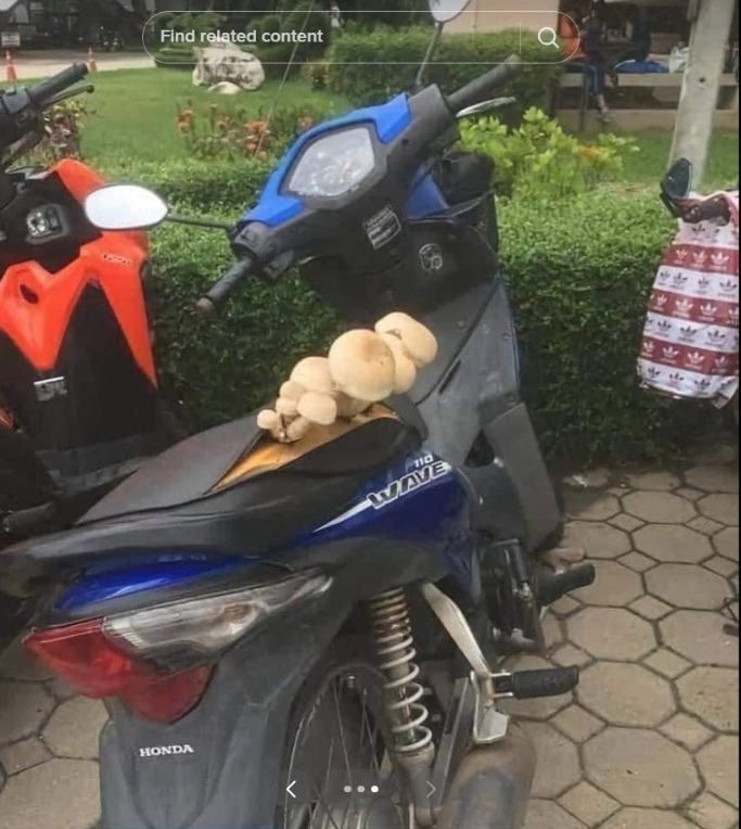 Never Cleaned, This Motorcycle Seat Turns Into a Fertile Mushroom-Growing Media