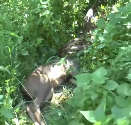 Python snake swallowing a large deer whole.