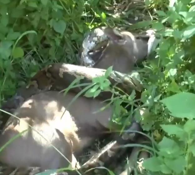 Python snake swallowing a large deer whole.