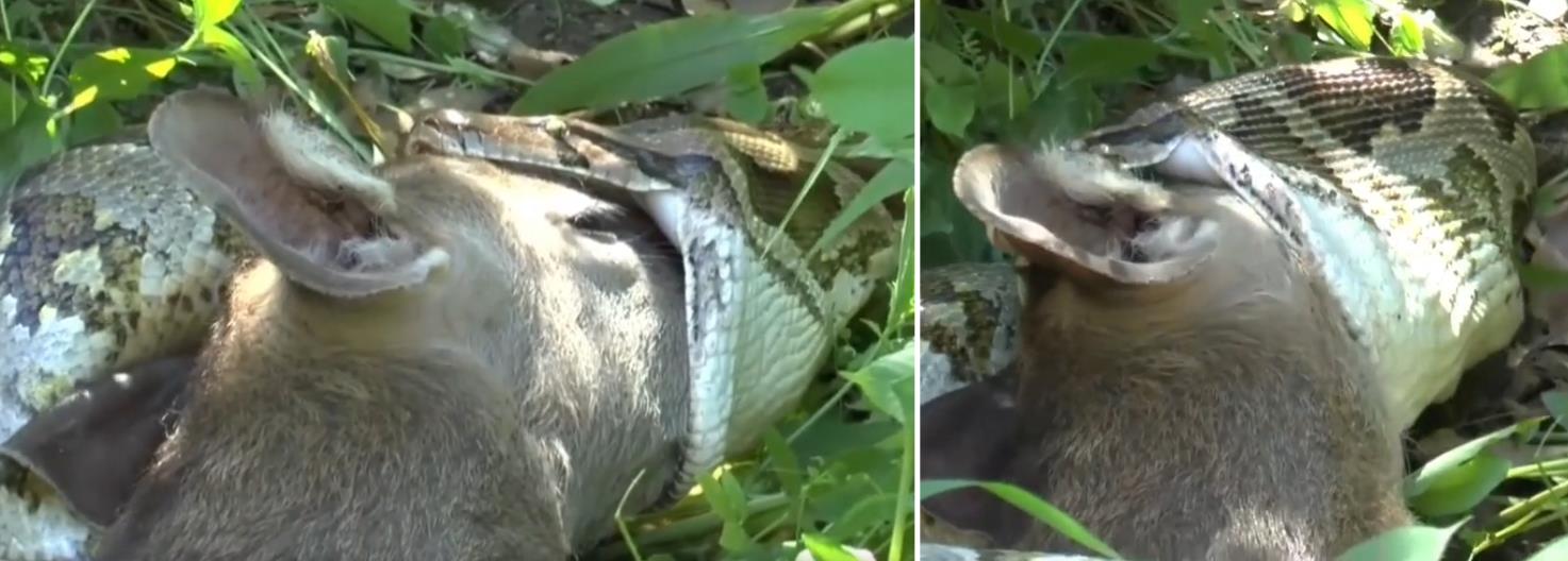 Python snake swallowing a large deer whole.