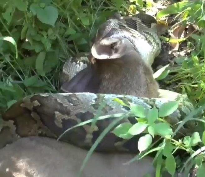 Python snake swallowing a large deer whole.