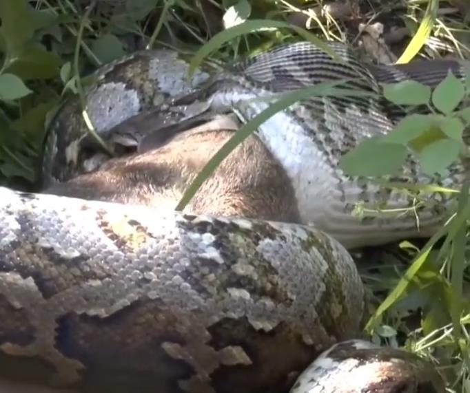 Python snake swallowing a large deer whole.