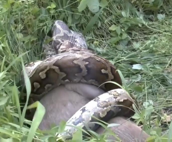 Python snake swallowing a large deer whole.