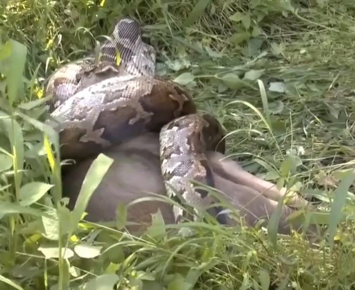 Python snake swallowing a large deer whole.