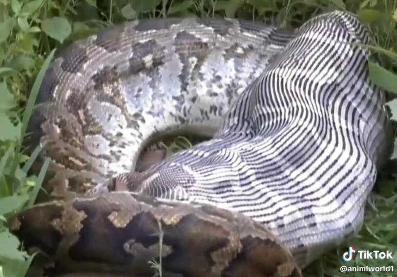 Python snake swallowing a large deer whole.