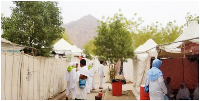 Soekarno Tree in Arafah