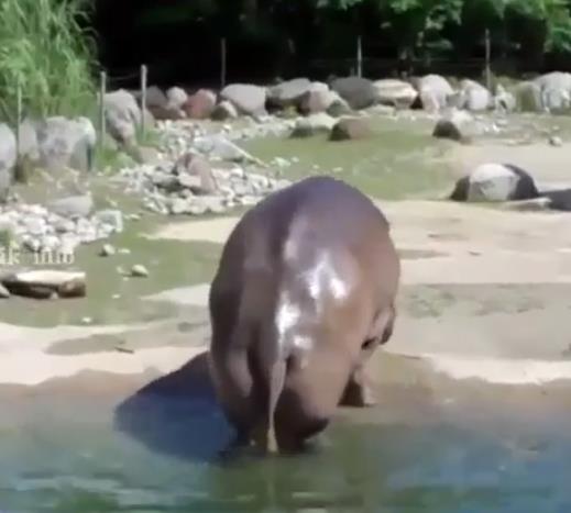 The surprising sound of a hippo fart