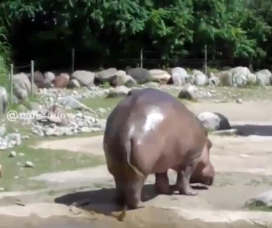 The surprising sound of a hippo fart