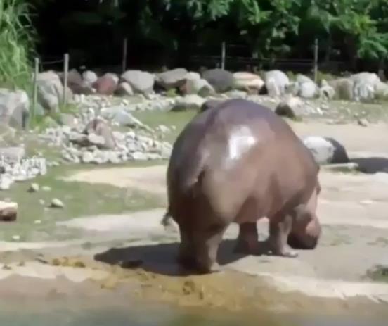 The surprising sound of a hippo fart