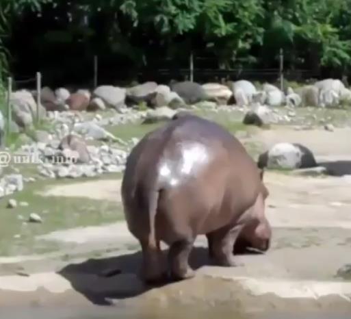 The surprising sound of a hippo fart