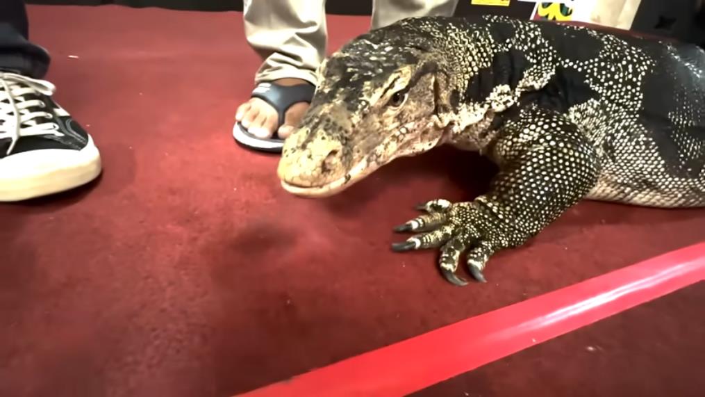 Panji Petualang carries a giant monitor lizard resembling a komodo.